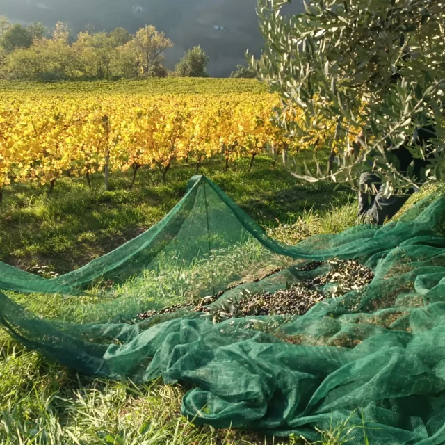 #olive #olio #piemonte #langhe dalle uve alle olive...