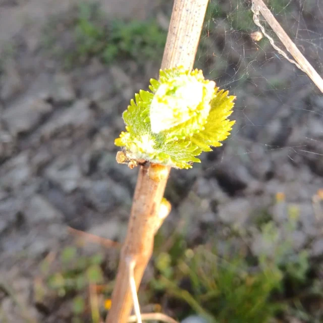 #moscatodasti #langheroeromonferrato
